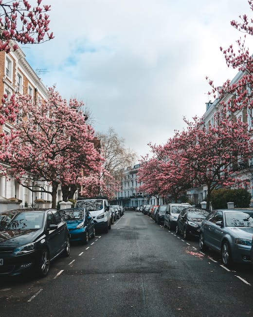 A residential street in Kensington, SW7, lined with parked cars on both sides. The street is bordered by elegant white and beige Victorian-style townhouses with large windows and decorative moldings. Blooming pink cherry blossom trees with full, vibrant flowers arch over the street, creating a picturesque canopy. The pavement appears clean and well-maintained, with a clear sky overhead, suggesting a bright, pleasant day. The scene captures the charm and tidy appearance of a well-kept urban neighborhood, reflecting the high standards of cleanliness and maintenance promoted by Cleaners SW7 as part of their domestic cleaning and surface sanitisation services.